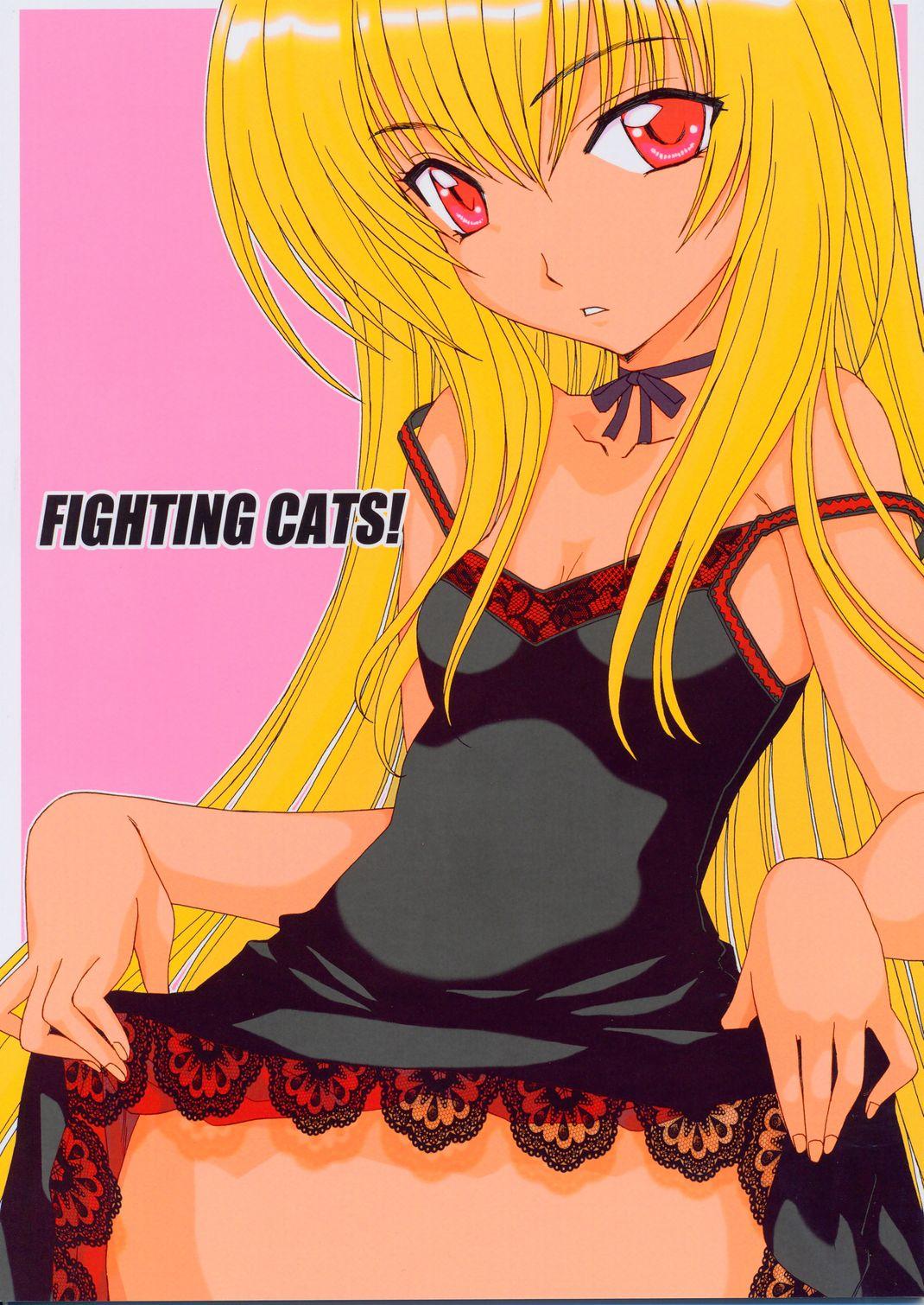Fighting Cats! 0